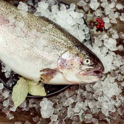 Форель радужная охлаждённая н/р (1-2)